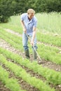 Farmer Working In Organic Farm Field Raking Carrots Royalty Free Stock Photo