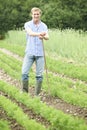 Farmer Working In Organic Farm Field Raking Carrots Royalty Free Stock Photo