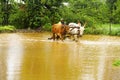 Farmer working in paddy field, full with muddy water with pair of oxen, near Lavasa Royalty Free Stock Photo