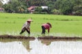 Farmer working on paddy field.