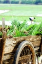 Farmer working in the paddyfield