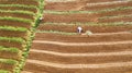 Farmer working on the red onion terraced field