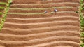 Farmer working on the red onion terraced field