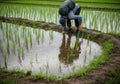 Farmer working in rice paddy field with reflection in water Royalty Free Stock Photo