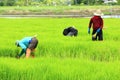 A farmer working rice plant in farm of Thailand Royalty Free Stock Photo