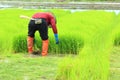A farmer working rice plant in farm of Thailand Royalty Free Stock Photo