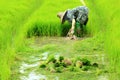 Farmer working rice plant in farm of Thailand Royalty Free Stock Photo