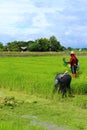 Farmer working rice plant in farm of Thailand Royalty Free Stock Photo