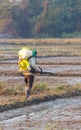 Farmer working rice plant in farm of Thailand Royalty Free Stock Photo
