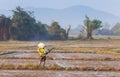 Farmer working rice plant in farm of Thailand Royalty Free Stock Photo