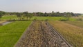 Farmer in rice field indonesia