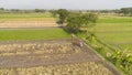 Farmer in rice field indonesia