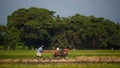 Farmer in rice field indonesia