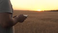 farmer working with tablet computer on wheat field. agronomist with tablet studying wheat harvest in the field Royalty Free Stock Photo