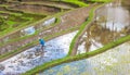 Farmer working with wooden tools to prepare paddy field in bali indonesia