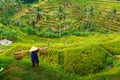 Farmer works and carries baskets on his shoulder