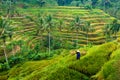 Farmer works and carries baskets on his shoulder