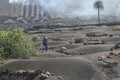 Worker is working in a vineyard in surrealis black lava fields, Lanzarote, Spain