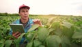 the farmer works in the field with soybean. farmer work in tablet a soybean plantation field beans concept. business