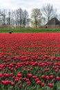 Farmer works in his tulip field in West Friesland, Netherlands.