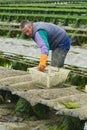 Farmer works at oyster farm at low tide in Grandcamp-Maisy, France.