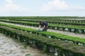 Farmer works at oyster farm at low tide in Grandcamp-Maisy, France.