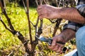 Farmer works at pruning in a vineyard Royalty Free Stock Photo