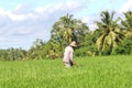 Farmer is working in the agricultural industry, Bali, Indonesia
