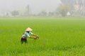 Farmer works on the rice fields.