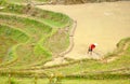 Farmer works on the rice fields