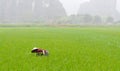 Farmer works on the rice fields