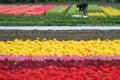 A farmer works in a tulip field in Netherlands