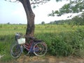 farmer's bicycle parked under a tree at the edge of the rice field