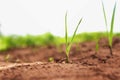 farmer's crops  sprouting from the soil Royalty Free Stock Photo