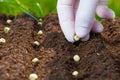 The farmer& x27;s hand is planting green pea seeds in the soil. Sowing in the spring. Gardening concept. Royalty Free Stock Photo