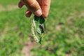 A farmer& x27;s hand shows a damaged soybean leaf with Vanessa cardui burdock caterpillar