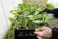 A farmer& x27;s hands hold a box with seedlings in a greenhouse close up. Growing sweet peppers for the garden in plastic Royalty Free Stock Photo