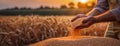 A farmer& x27;s hands running through a mound of golden wheat grains. Sunset over a wheat field, hands sifting through Royalty Free Stock Photo