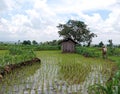 a farmer& x27;s hut building built in the middle of a rice field