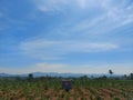 farmers hut in the middle of tobbaco field