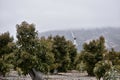 A wind machine on an avocado ranch or farm, 1.