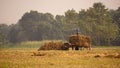 Farmers of Bangladesh. The farmer is cutting paddy and carrying it to the cart. Bangladesh is an agricultural country. Photo taken Royalty Free Stock Photo