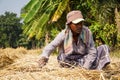 Farmers of Bangladesh. A farmer in South Asia is cutting and drying paddy. Photo Taken November 27, 2022