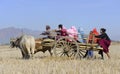 Farmers on bullock cart in paddy field Royalty Free Stock Photo