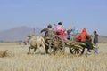 Farmers on bullock cart in paddy field