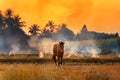 Farmers burn rice fields in rice causing PM2.5 dust. The farmers burning rice stubble in the field, causing smoke with horse in