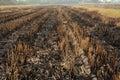 Farmers burning rice straw.