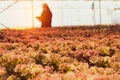 Thai female farmers work to record the completeness of a hydroponic organic vegetable farm