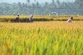 Farmers busy harvesting paddy at Ubud, Indonesia during hot afternoon day.