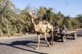 Farmers in a camel cart